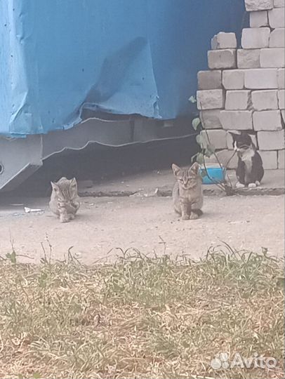 Котятки в добрые руки