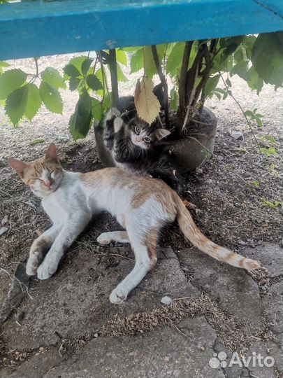 Котята в добрые руки