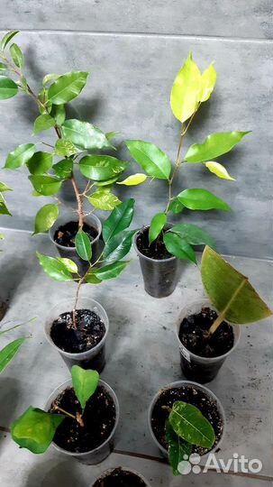 Фикус набор 13сортов почта