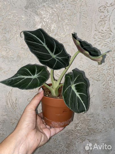 Декоративно -лиственные