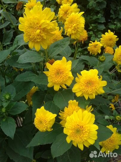 Ромашки разные и традесканция