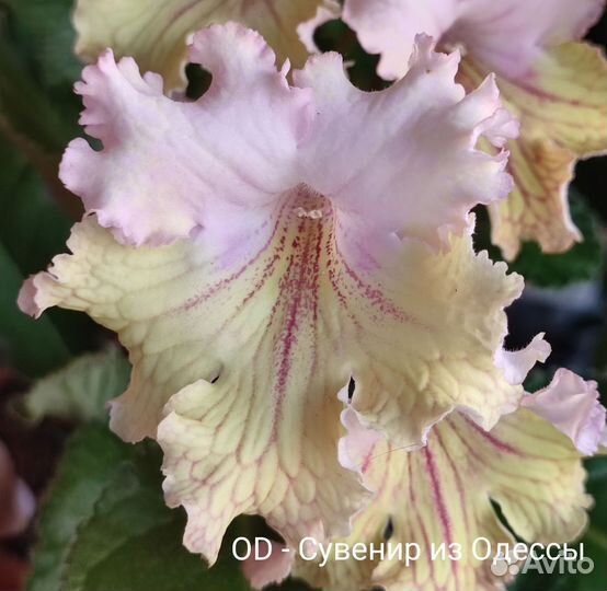 Стрептокарпусы