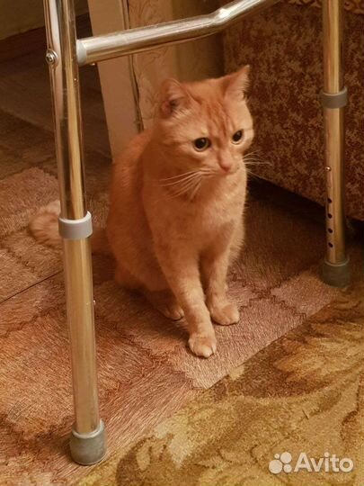 Отдам кота в добрые руки