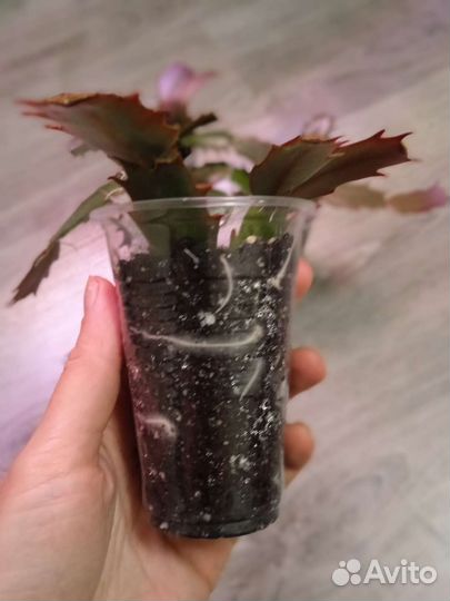 Декабрист шлюмбергера