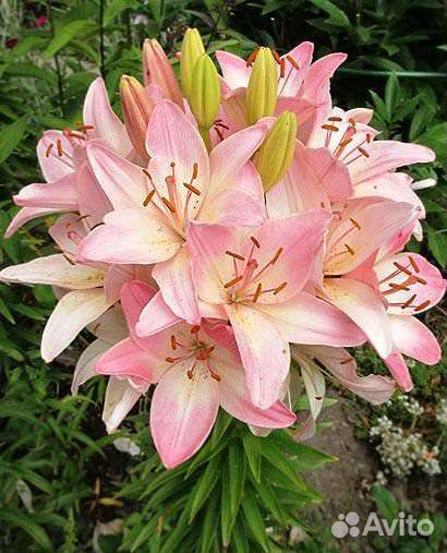 Шаровые лилий