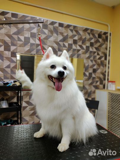 Модели на груминг