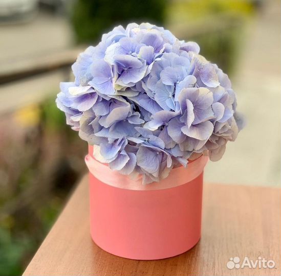 Композиции Гортензии