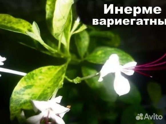 Клеродендрум Инерме вариегатный