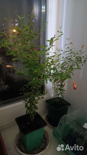 Гранат комнатный