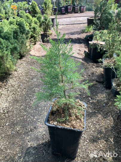 Можжевельник скальный из питомника