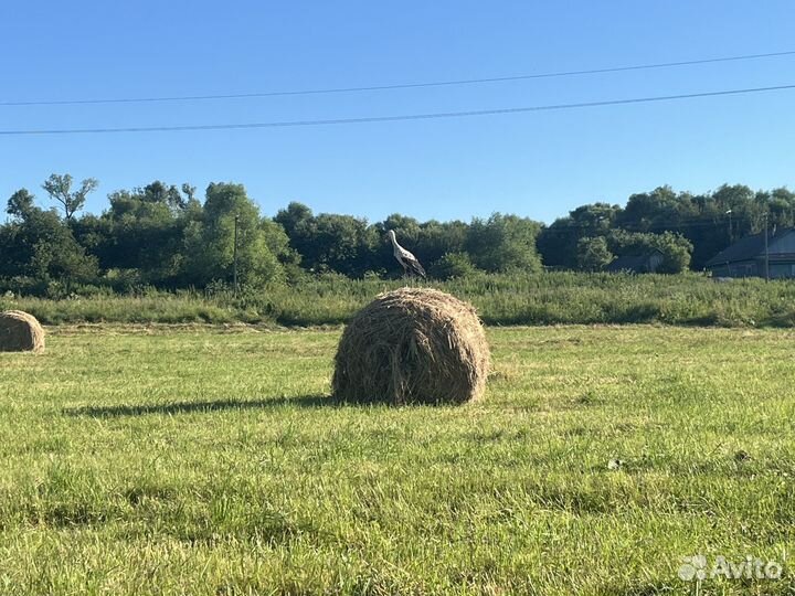 Сено в рулонах 500 кг