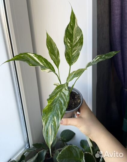 Спатифиллум