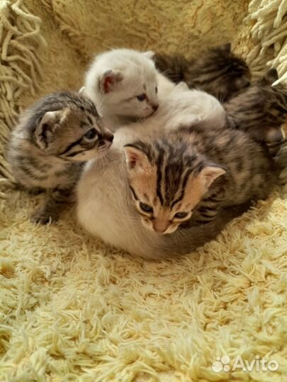 Кошки