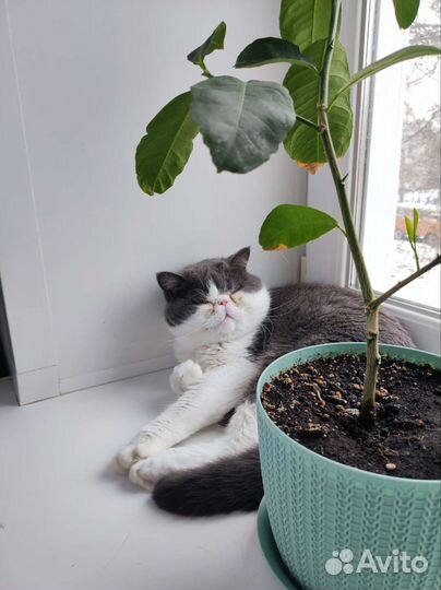 Экзотическая