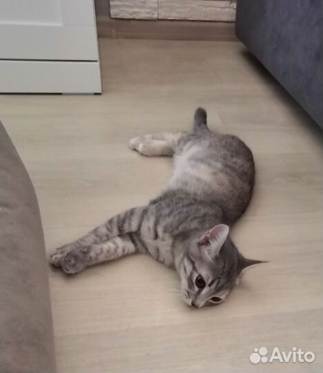 Котята с монастыря