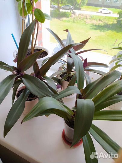 Традесканция Рео