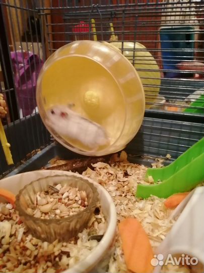 Джунгарский хомяк