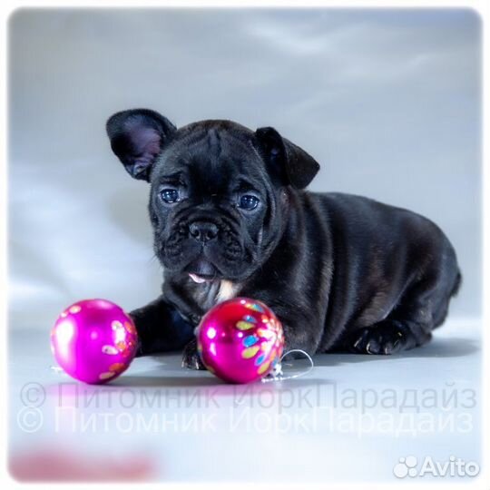 Французский бульдог