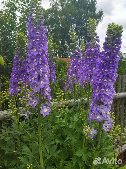 Растения для сада