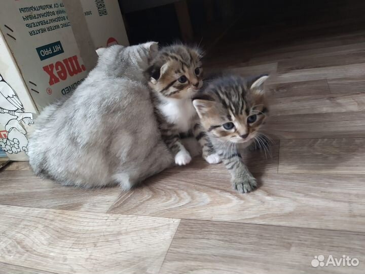 Шотландские котята