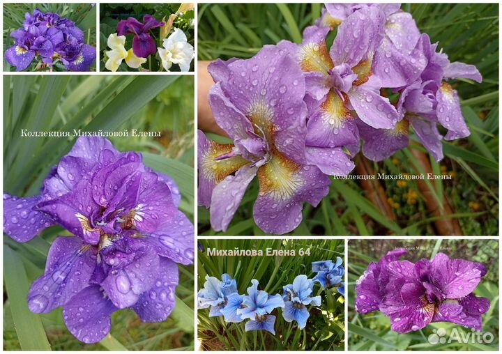 Ирисы сибирские разные
