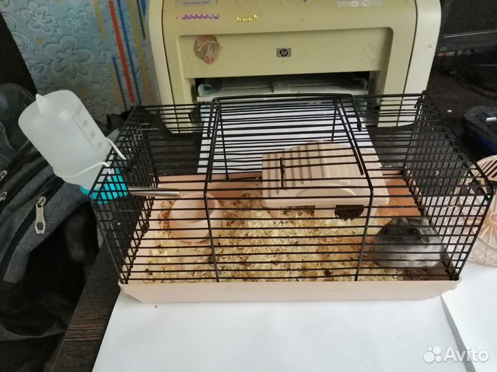 Джунгарский хомяк с клеткой бесплатно