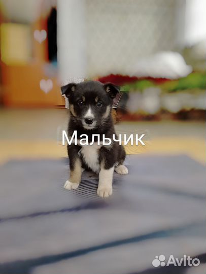 Отдам щенков добрые руки