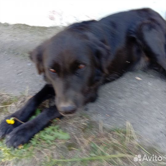 Собаку в добрые руки