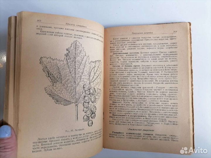 Руководство по апробации ягодных культур