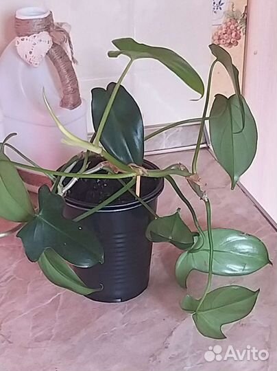 Ароидные (филодендрон,сциндапсус)