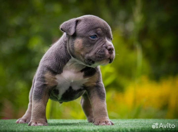 Щенки американского булли, открыт резерв