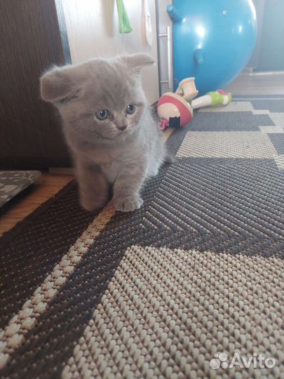 Британский котенок