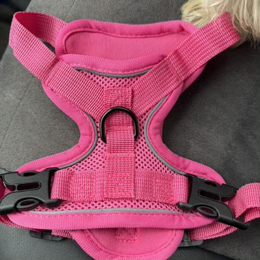 Шлейка для собак