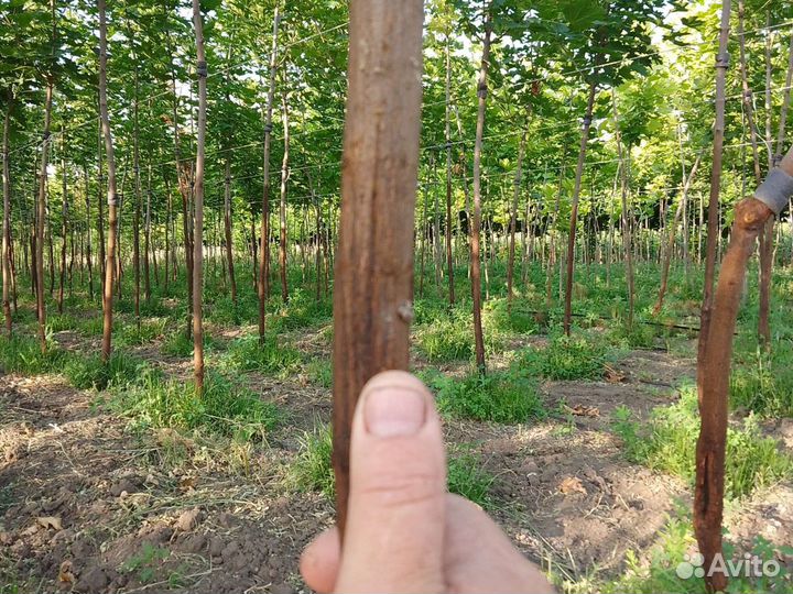 Клён остролистный явор татарский канадский