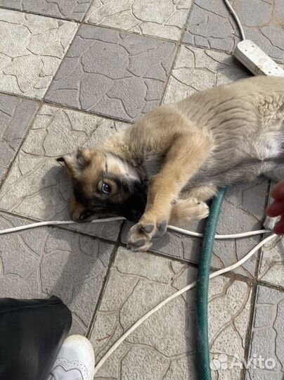 Собака в добрые руки