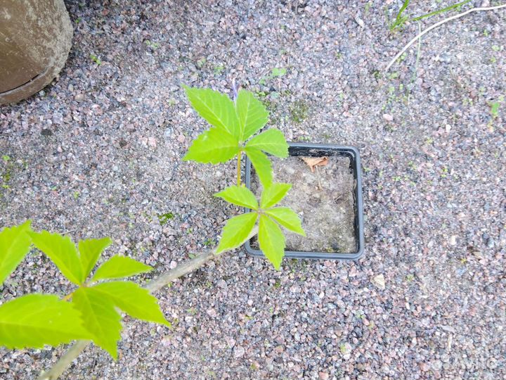 Виноград девичий