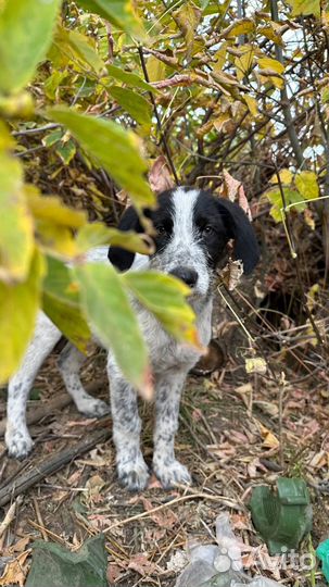 Щенки курцхаара