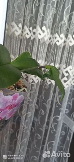 Орхидея фаленопсис Мадонна