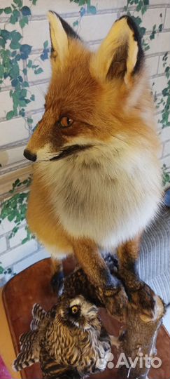 Чучело имитация лиса с трофеем совы