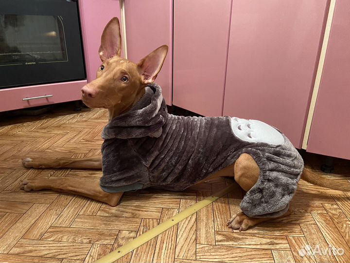 Костюм для собаки