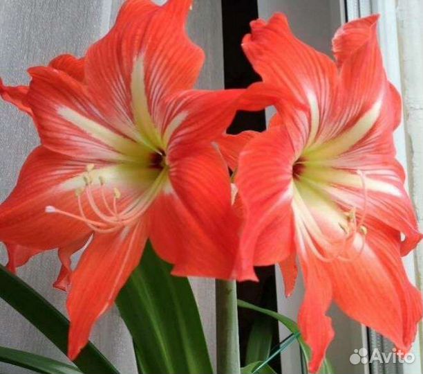 Гиппеаструм