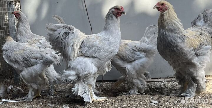 Куры брама изабелла