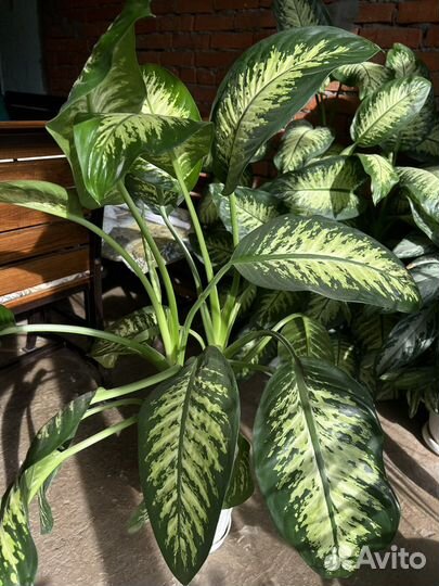 Диффенбахия