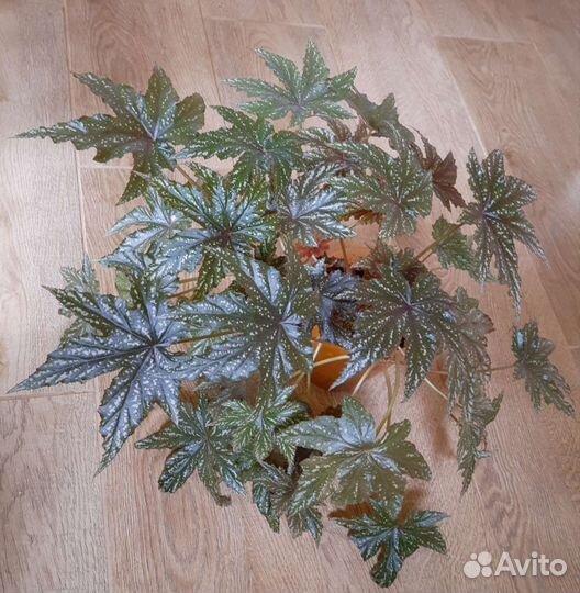 Бегония 2 сорта