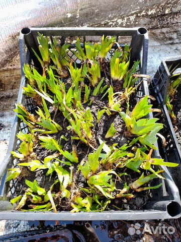 Ирисы карликовые