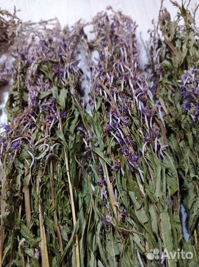 Травы - запарки для бани