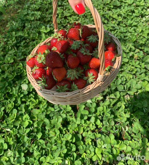 Рассада клубники оптом и в розницу