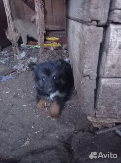 Щенки немецкой овчарки