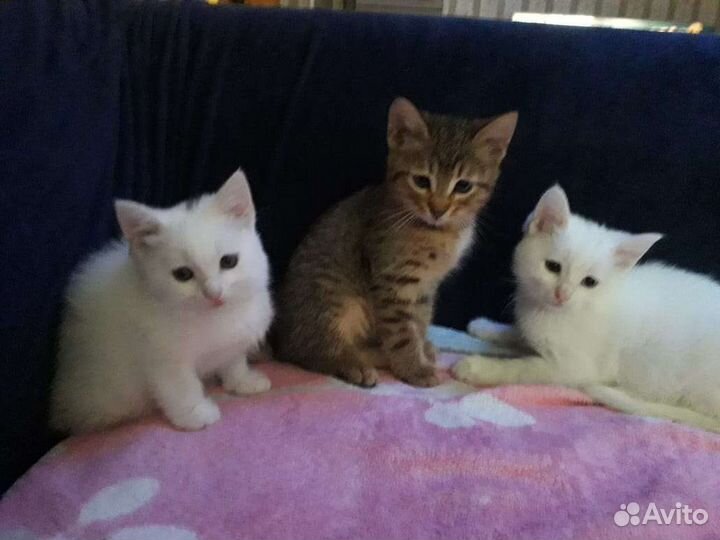 Котята в добрые руки