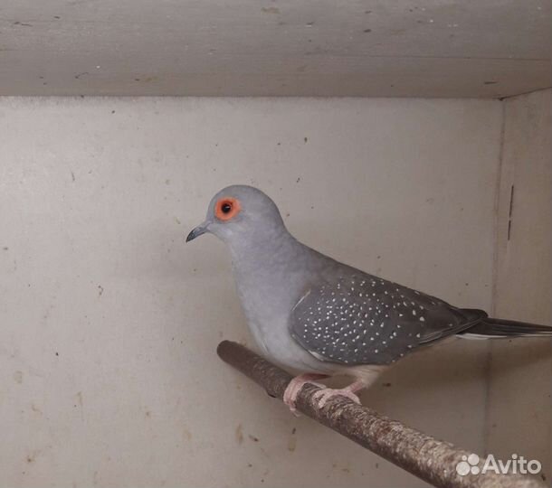 Бриллиантовая горлица